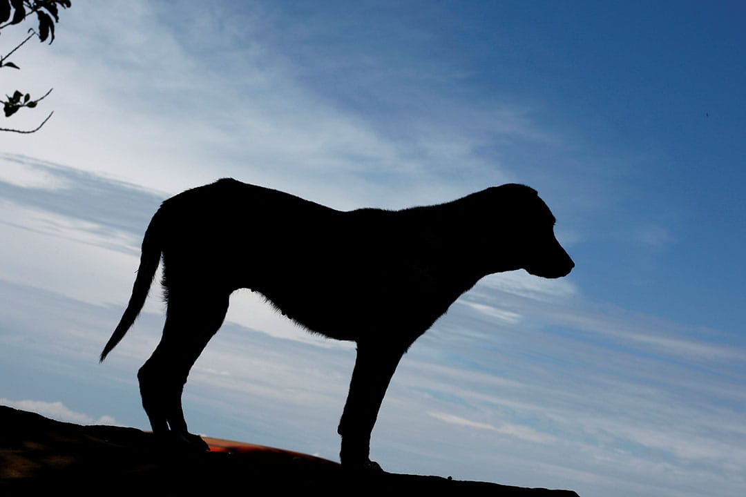  2016年4月20日，流浪狗收容所中，一只狗的剪影。摄：Juan Carlos Ulate/REUTERS