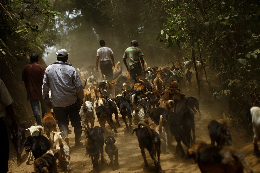 2016年4月20日，Alvaro Saumet跟流浪狗一起散步。摄：Juan Carlos Ulate/REUTERS