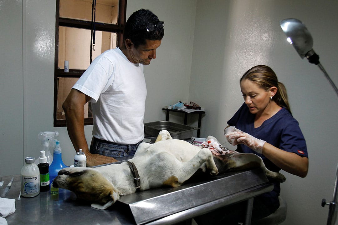 2016年4月22日，兽医为流浪狗进行绝育手术。摄：Juan Carlos Ulate/REUTERS