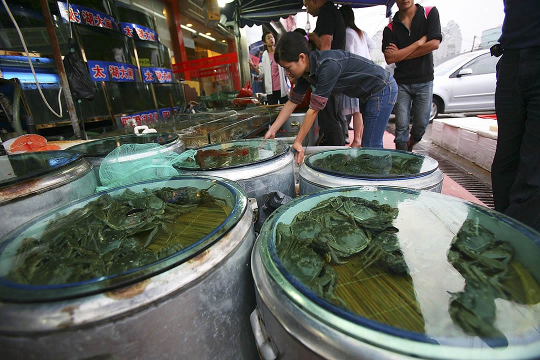 二恶英之后是什么?被人类欲望深刻改变的大闸蟹。