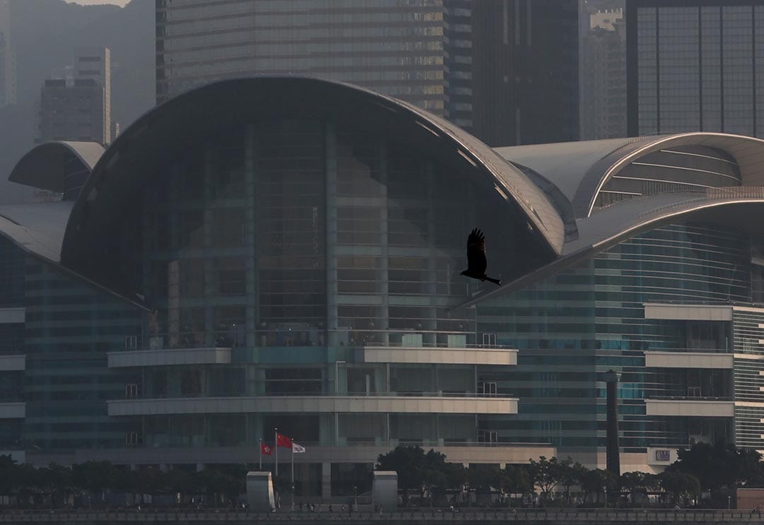 在維港上,一隻鷹飛過會展中心前。