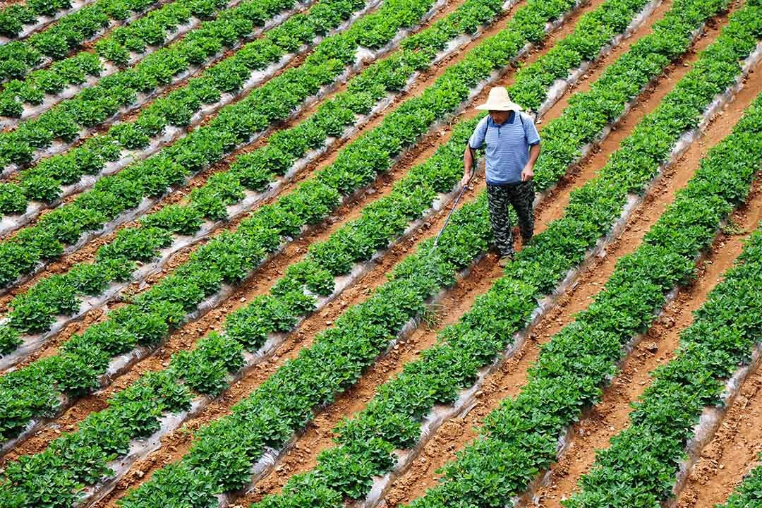 台灣在農藥管理上面存在嚴重的問題。