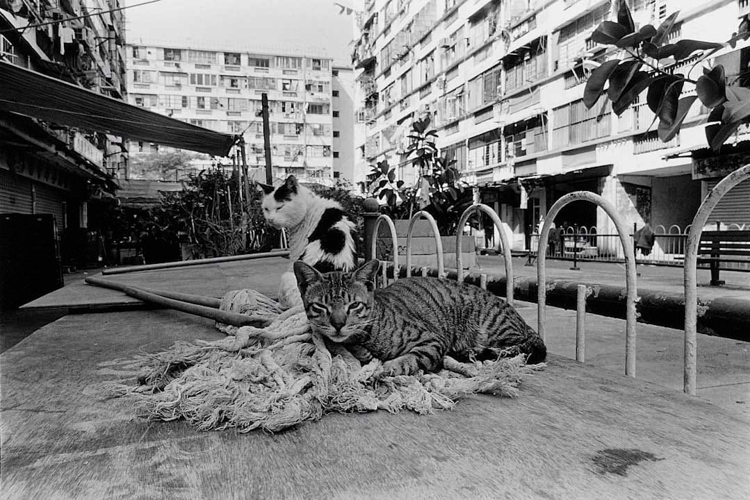 1994年,貓・公共房屋。