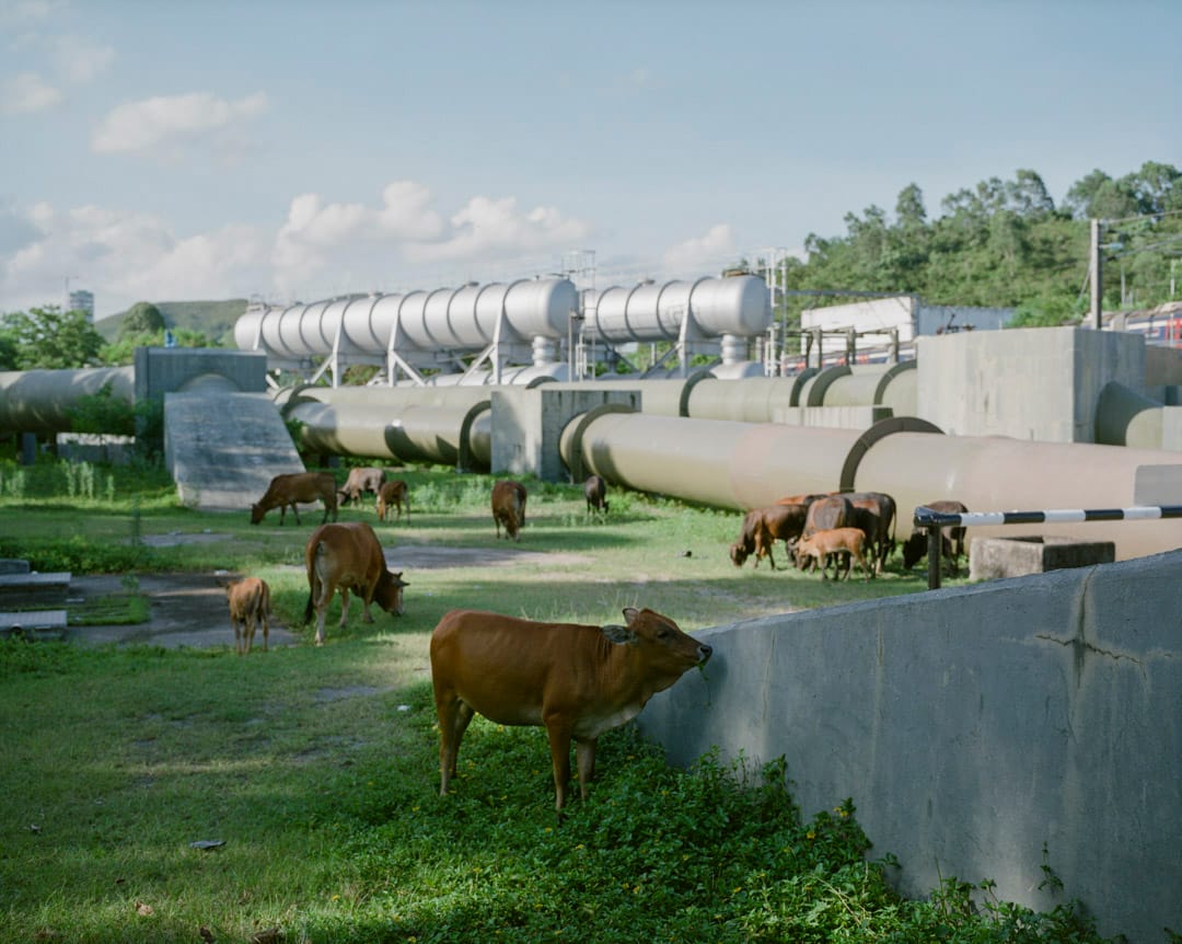 2017年8月，上水牛群在東江水管前的草地上吃草。