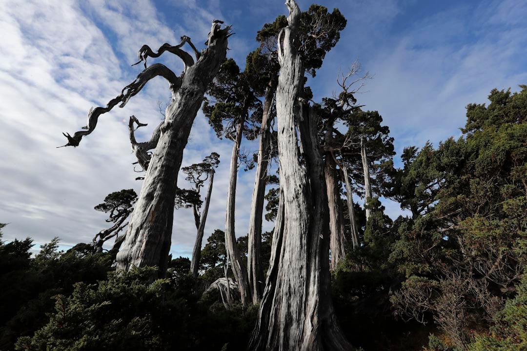 2016年1月,雪山翠池圆柏林。