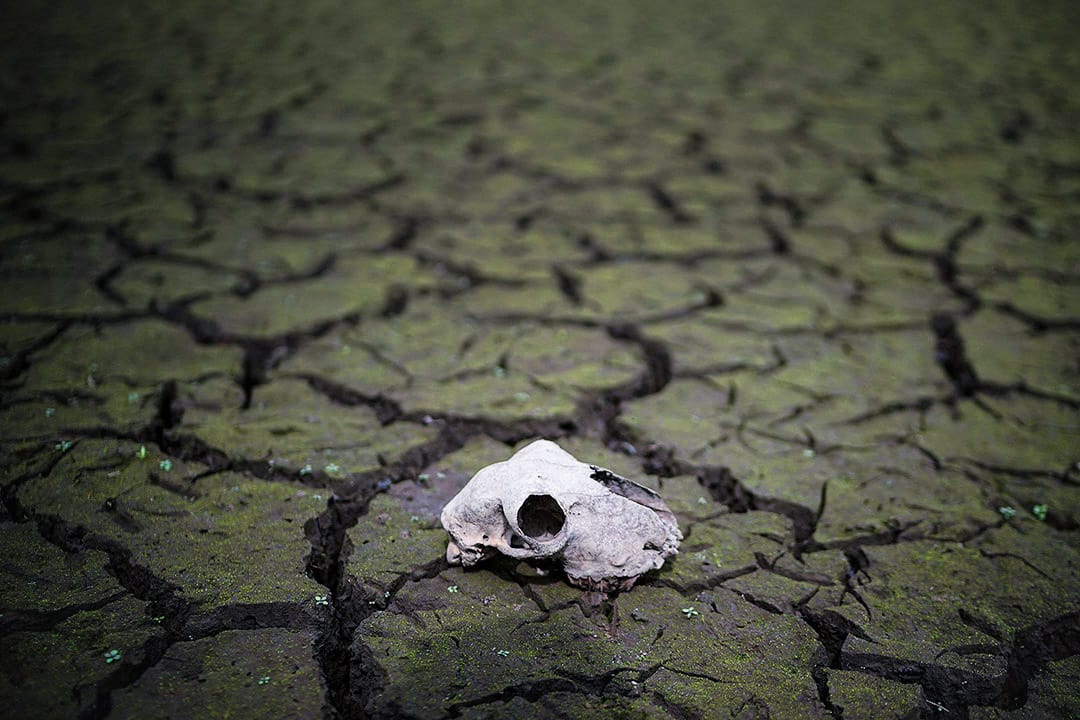 2018年7月23日,英國城鎮博爾頓,有水庫出現乾塘現象,水庫床龜裂,現出一隻動物的頭顱骨。