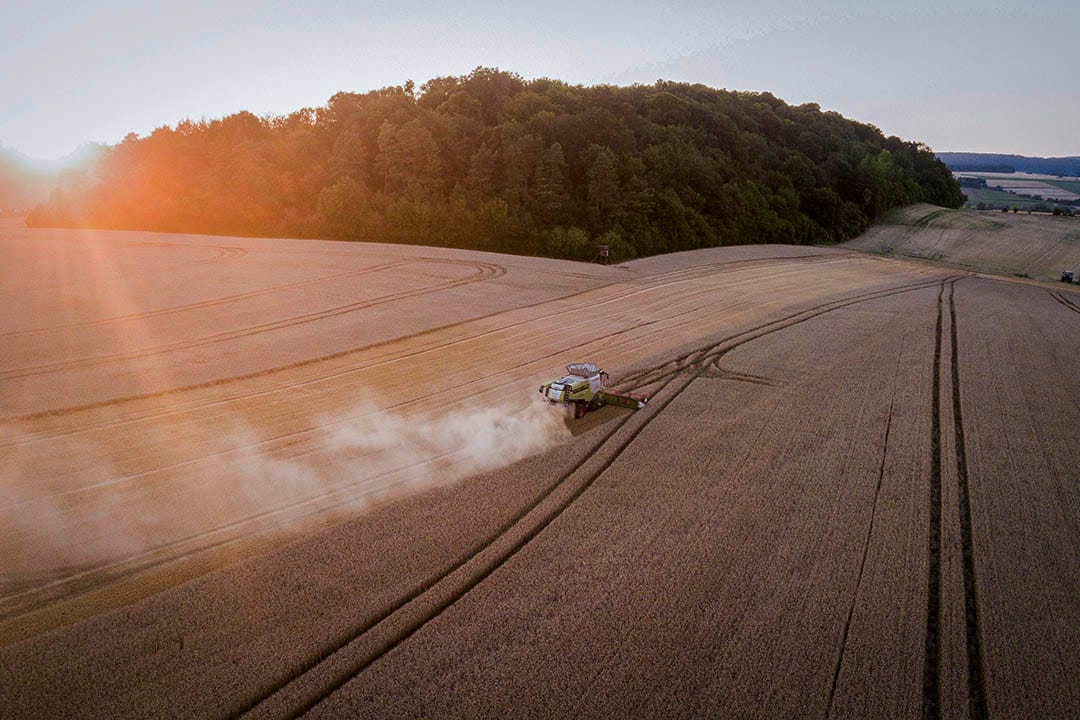 2018年7月16日,德國城鎮哥廷根,一輛收割車於日落時分在麥田收割小麥。自德國130年前有紀錄以來,這年的是當地經歷過最炎熱的夏天,乾旱的天氣也影響了小麥的收成。