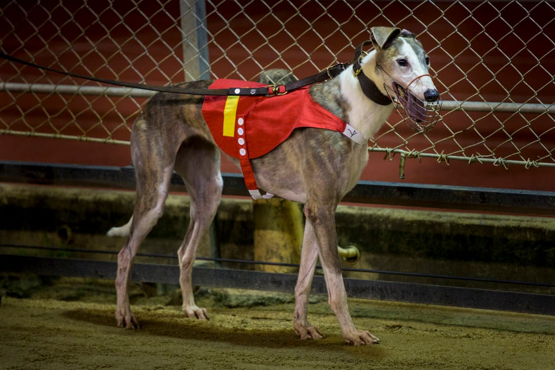 格力犬四肢修長強壯,但天生溫馴,是適合作為寵物的狗種。