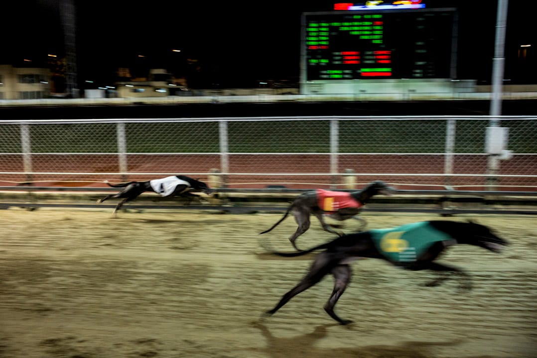 作為陸上速度僅次於獵豹的哺乳類動物,格力犬四肢修長強壯,半分鐘就跑完一場賽場。