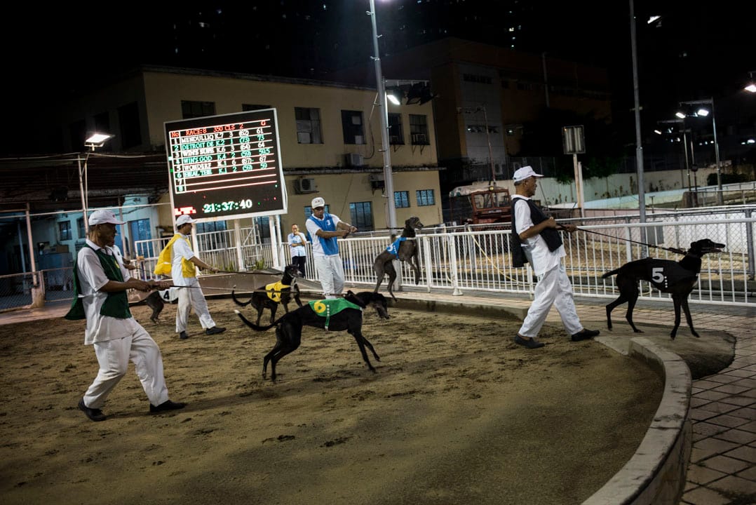 賽狗上場前會例行磅重,再由狗伕牽著,在沙圈亮相。