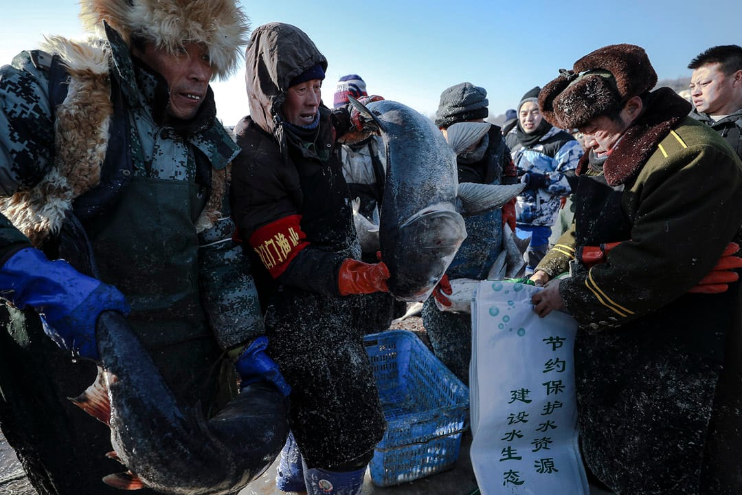 重達幾十斤的胖頭魚被裝入袋中。
