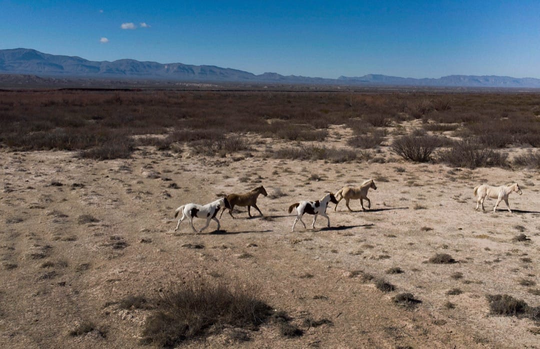 美國德州,馬匹在埃斯佩蘭薩市,離邊境圍欄不遠的一個馬場奔跑。