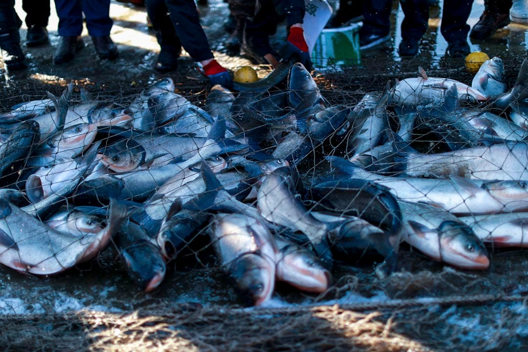 漁網下捕獲的魚。