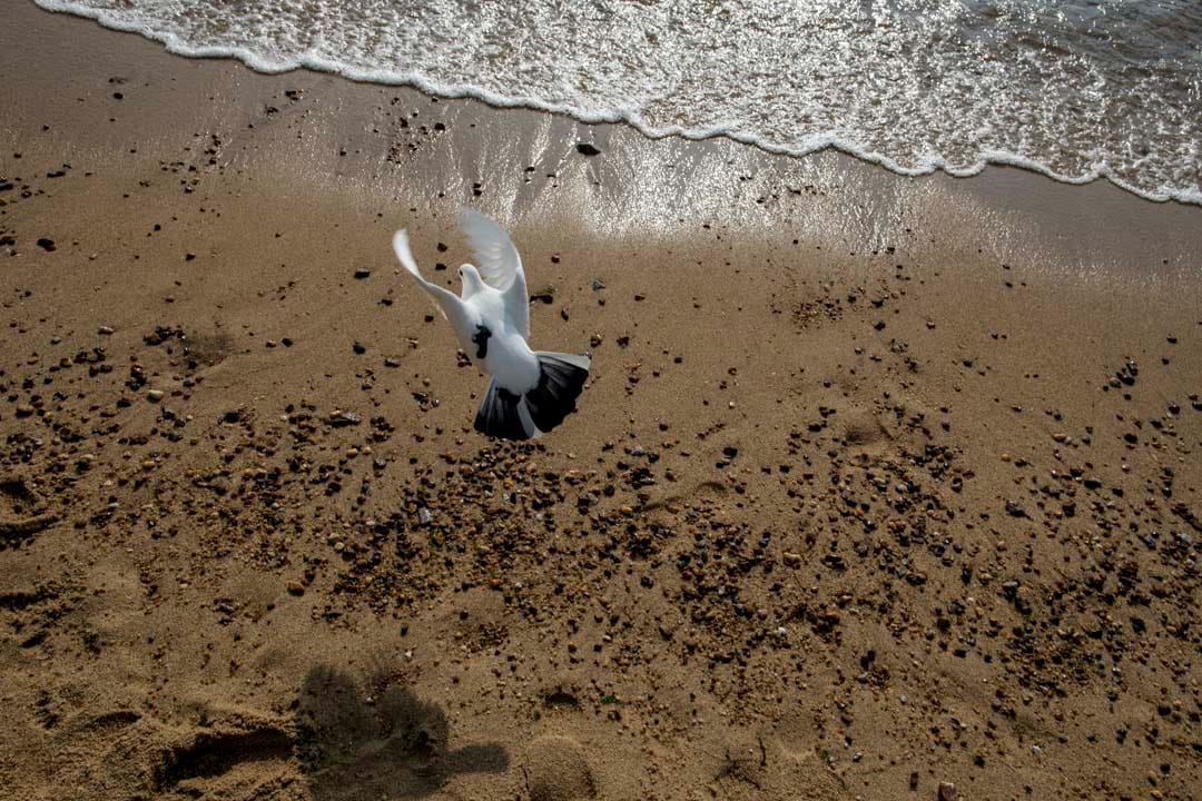 大年初三,淺水灣沙灘上的一隻鳥。