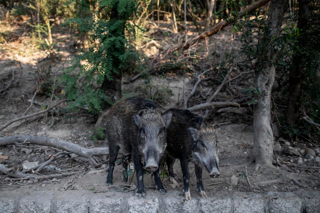 大年初三,兩隻野豬在黃竹坑深灣道出沒。