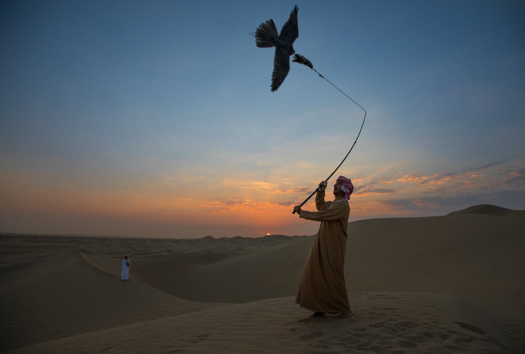 2017年9月20日,杜拜皇室成員 Butti bin Maktoum bin Juma al-Maktoum 猶長在杜拜的一處沙漠訓練獵鷹。該位猶長是阿聯猶第一批訓練圈養繁殖獵鷹的訓練員。