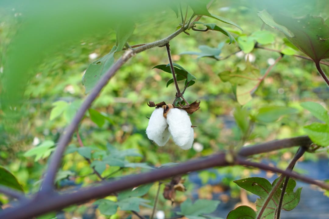 種棉、編線、織布,再造成衣服,土屋美恵子造出生於奈良長於奈良的衣服。