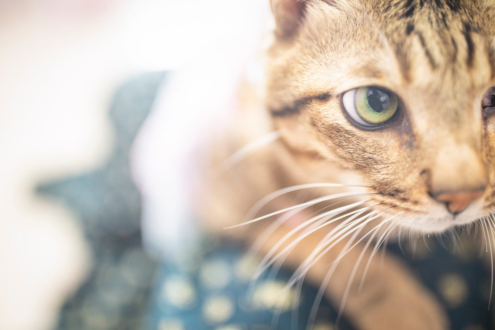 溝通師吳紫翎的貓阿帕麥。