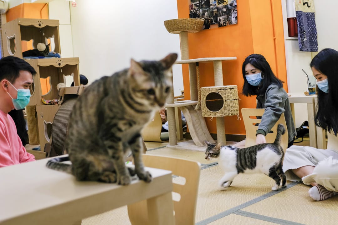 2020年1月27日，一間咖啡店的顧客戴上口罩。