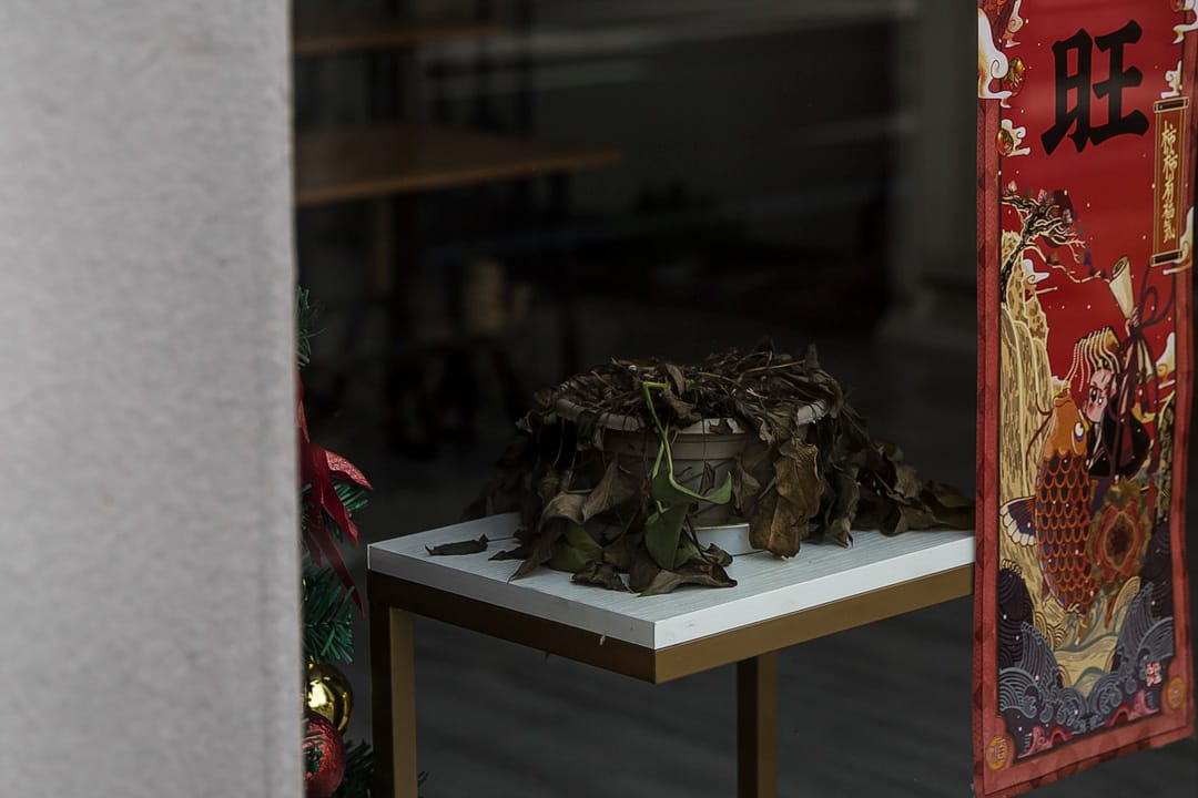 武漢武昌區，商店內枯萎的植物。大部分商鋪因封城一直處於關閉狀態，持續兩個月。