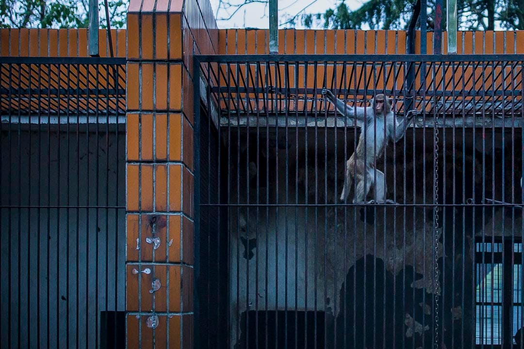 武漢動物園，疫情期間暫停開放，猴子在玩耍。