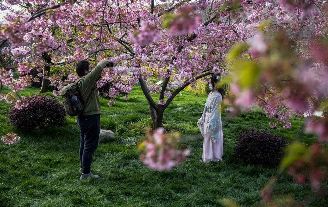 武漢東湖櫻園，結束了工作的援鄂医疗队人員，在園內休閒拍照。 