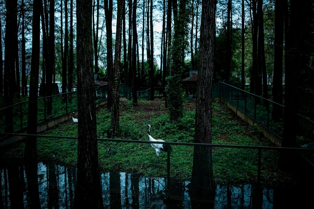 武漢動物園，疫情期間暫停開放，丹頂鶴在散步。