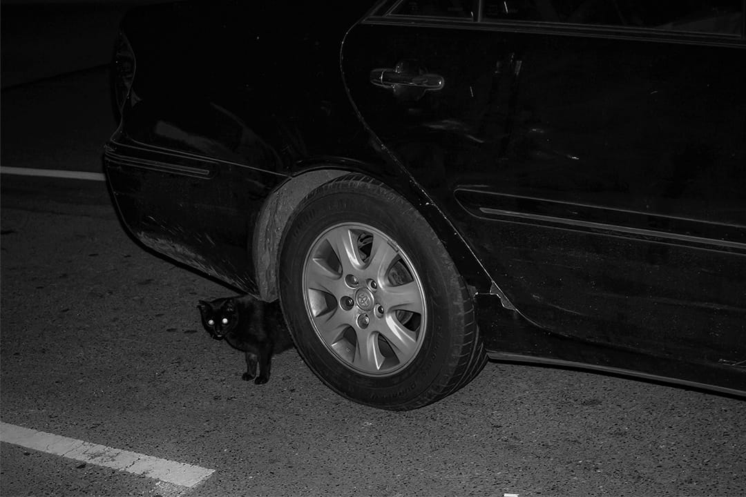 2020年3月4日新店，一隻流浪貓在深夜走在車下。