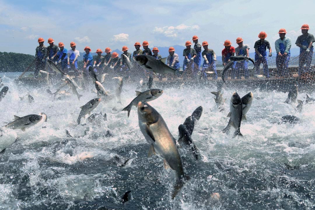 2020年7月12日，杭州新安江水坝泄洪后，千岛湖的渔夫在网鱼。