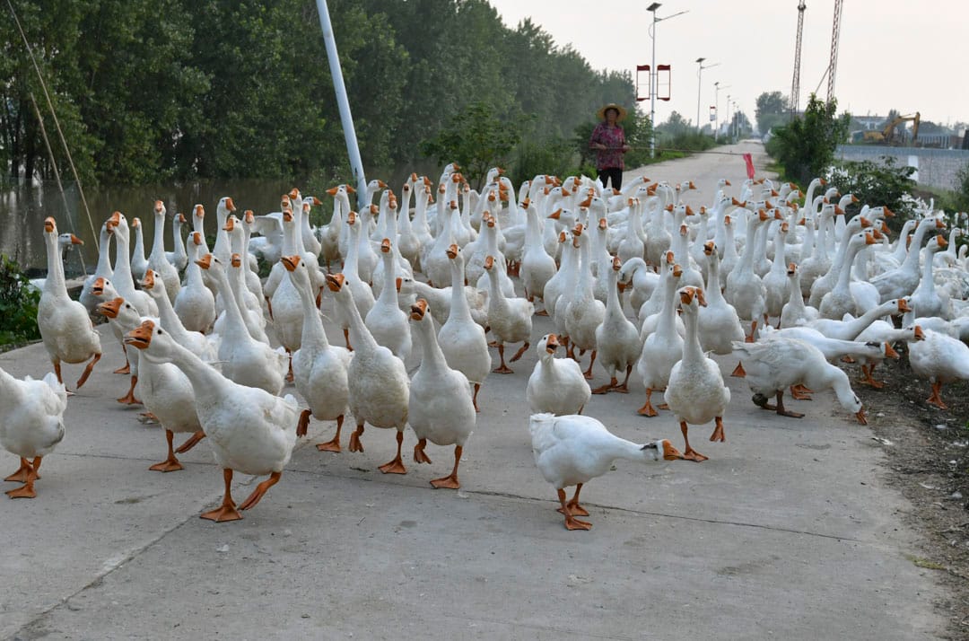 2020年7月20日，安徽省富阳市，王家坝泄洪将淹没村庄。