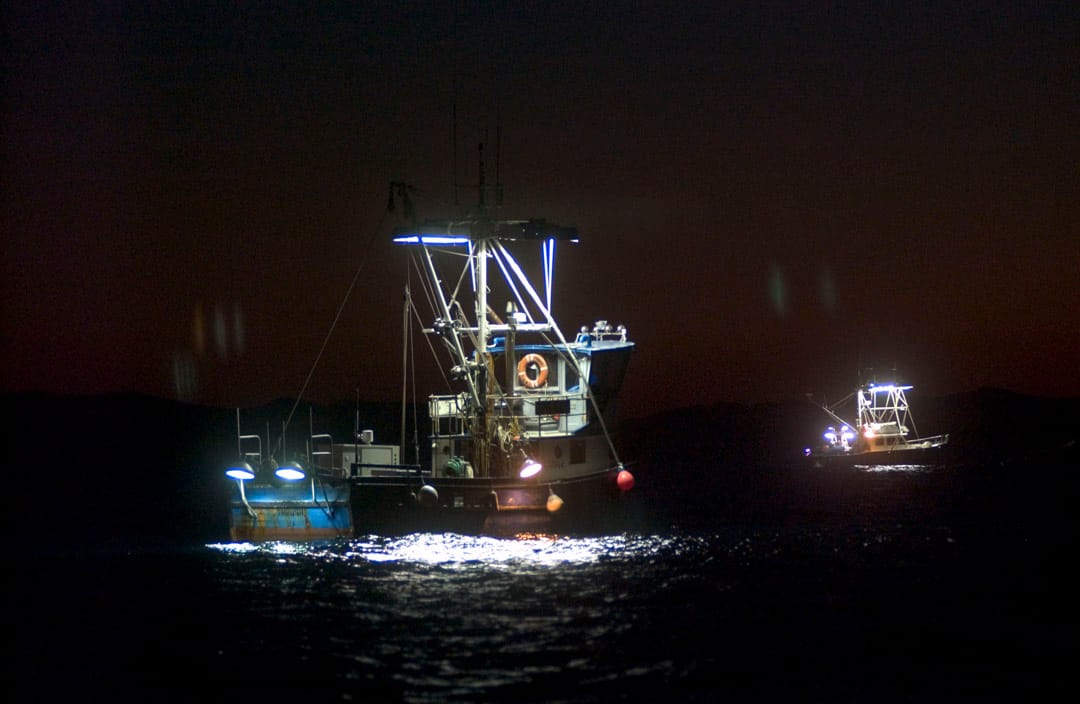 釣魷船作業在晚上,船舷兩側掛着的燈泡打開把海面照地慘白,魷魚愛亮光追尋而至,船員們再往海裏扔釣鈎,把群聚而至的魷魚釣起。