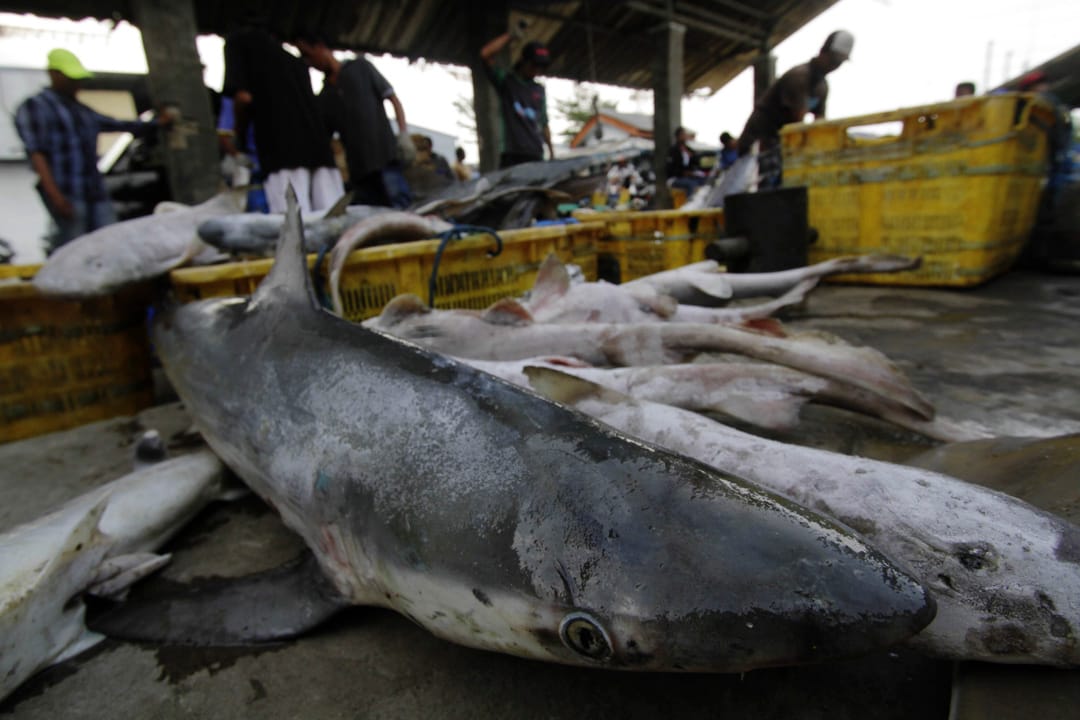 2017年11月13日,印尼漁民整理魚獲,將之送往雅加達的漁市場。