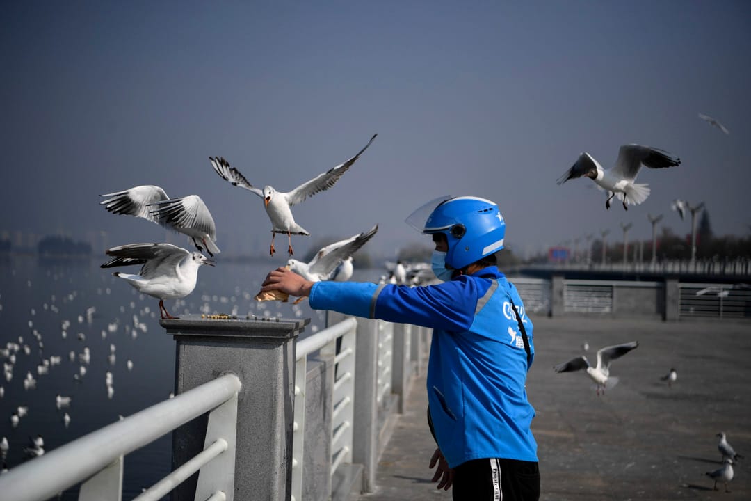 2020年3月11日,雲南昆明的蜂鳥配送外賣員在水壩餵養海鷗。