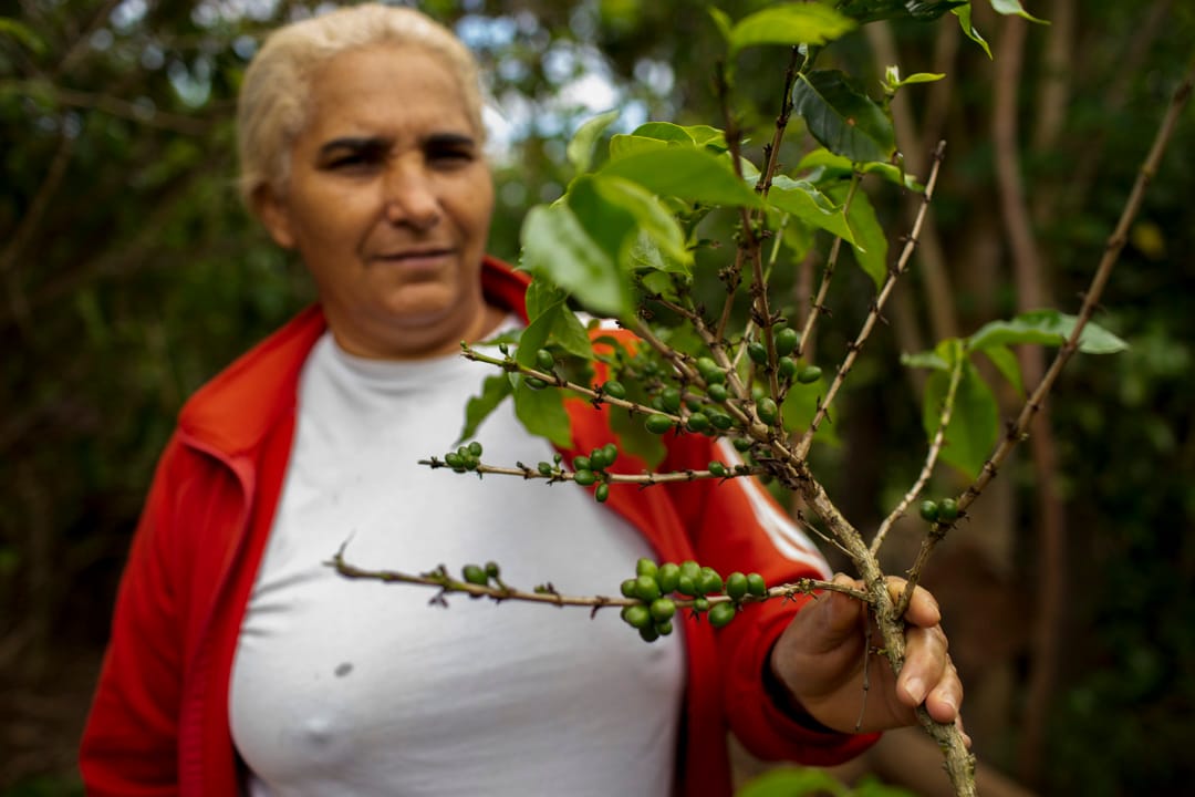 Eva是格雷澤羅人(Geraizeiro),她在自己的土地上種蔬菜糧食,比起搬去城市生活,她認為自給自足的傳統生活更為可行。