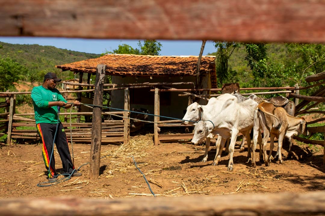 巴西米納斯吉拉斯州一個市鎮聖弗朗西斯科(São Francisco)的一家養牛的農戶。