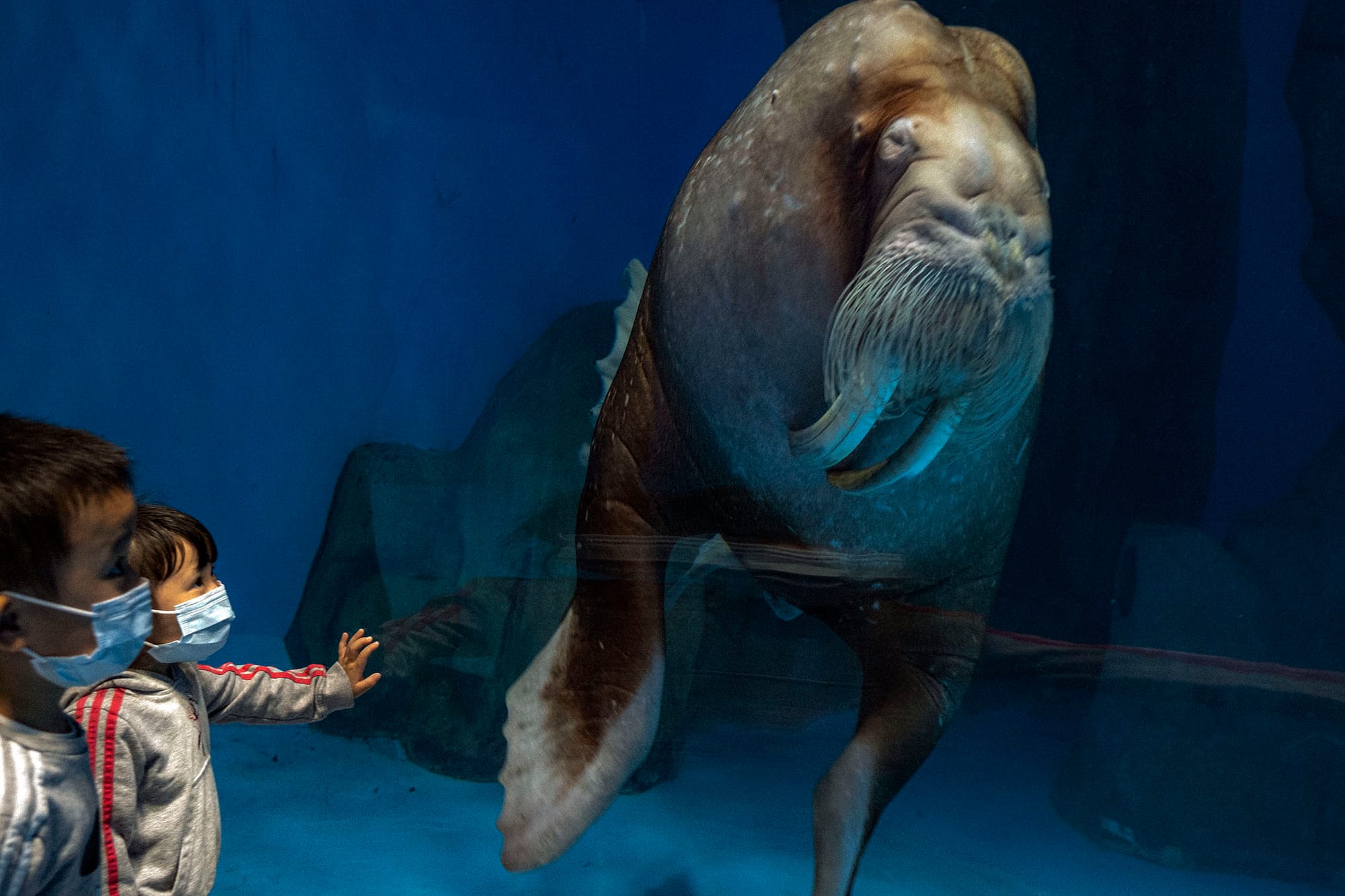 2021年3月27日，水族館内一隻海象。