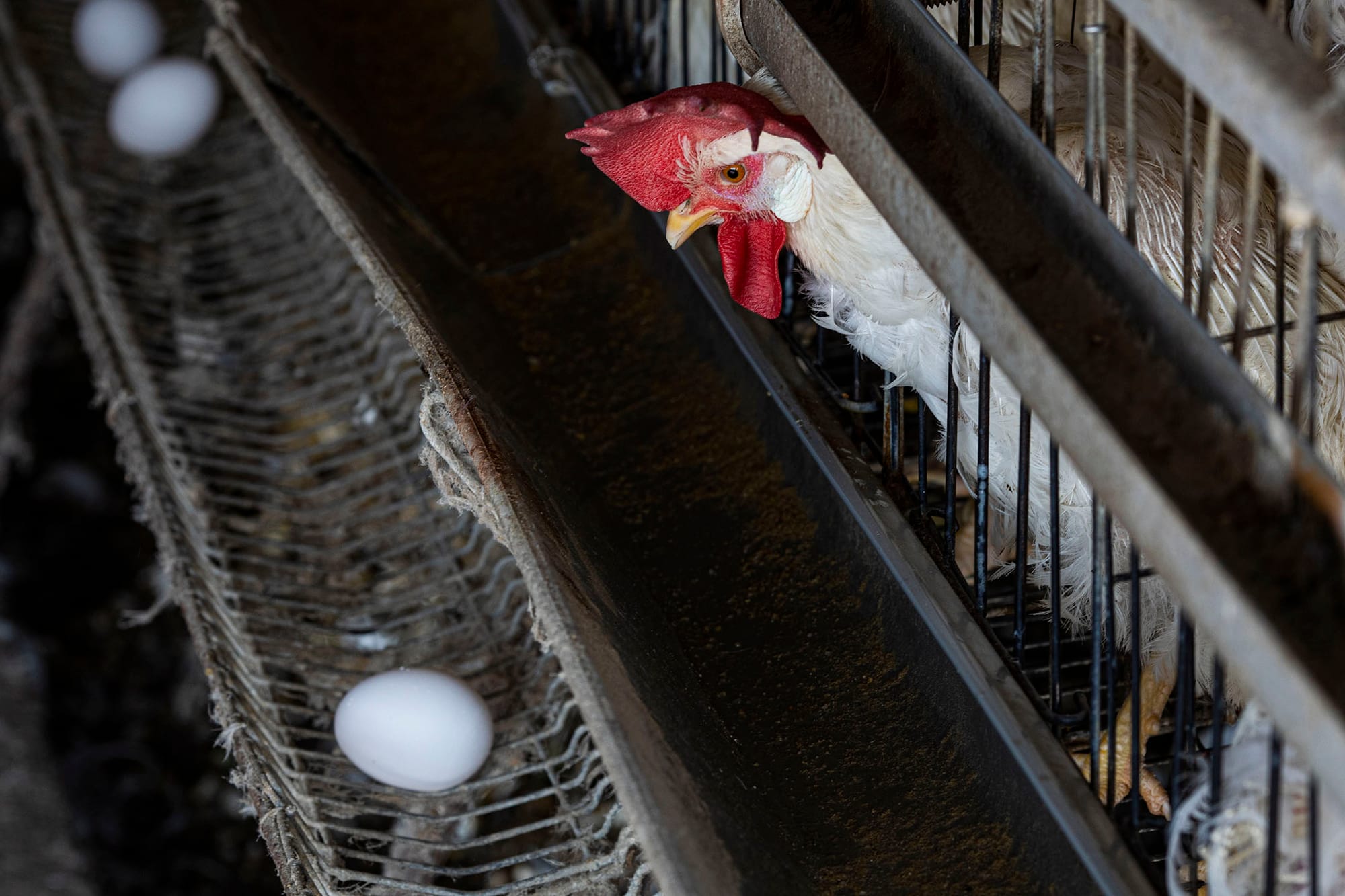 2022年2月10日，彰化传统的蛋鸡场。