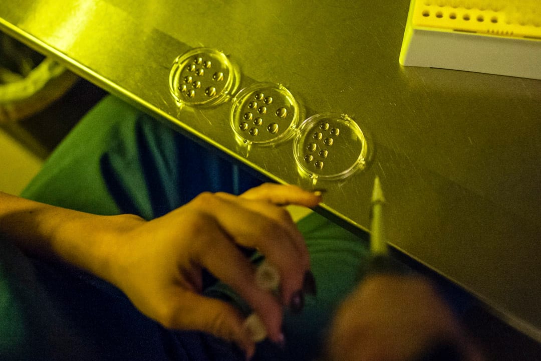 胚胎學家在凍卵過程中工作。
