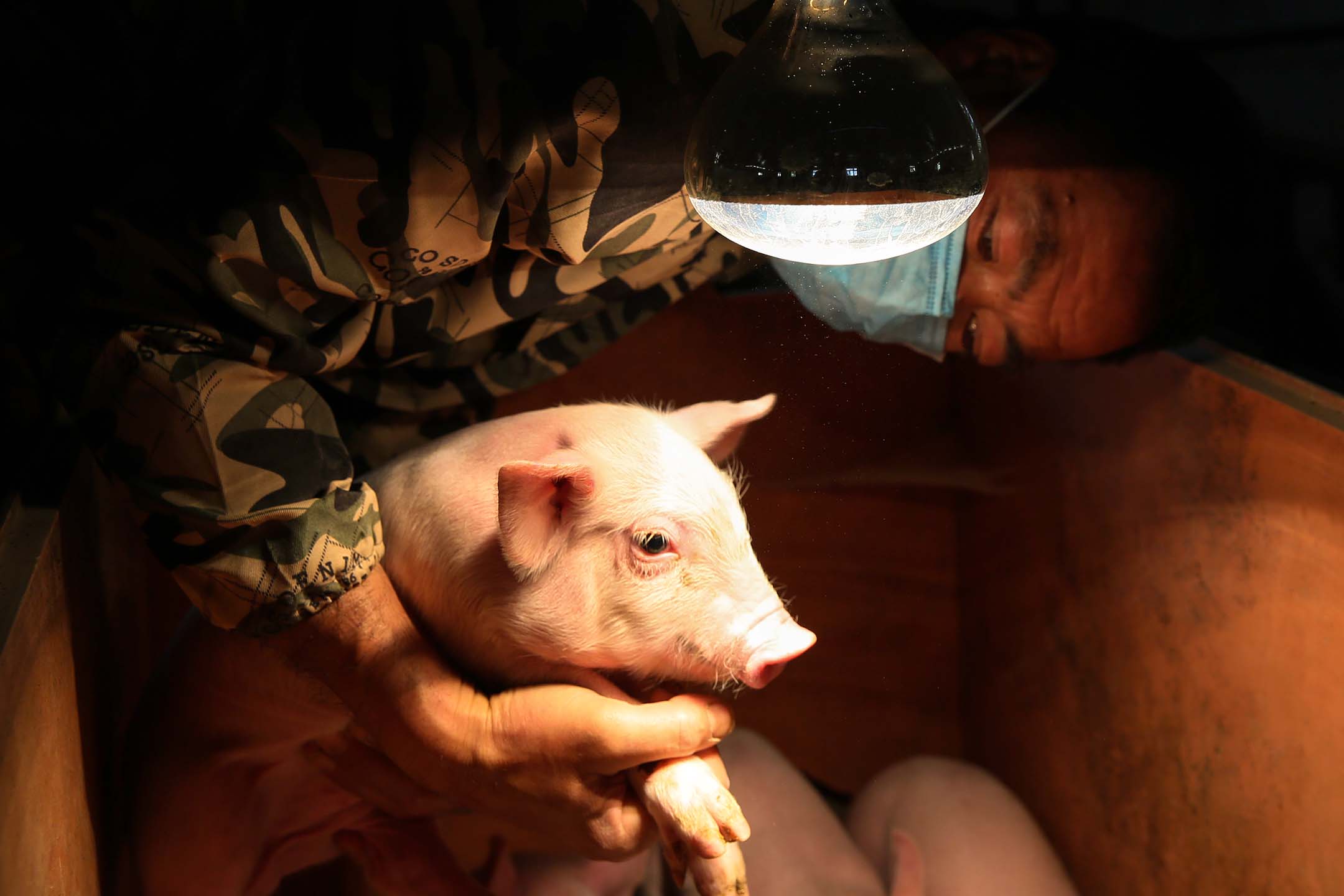 2020年5月12日，貴州省畢節市，一名飼養員在養豬場檢查小豬的生長情況。