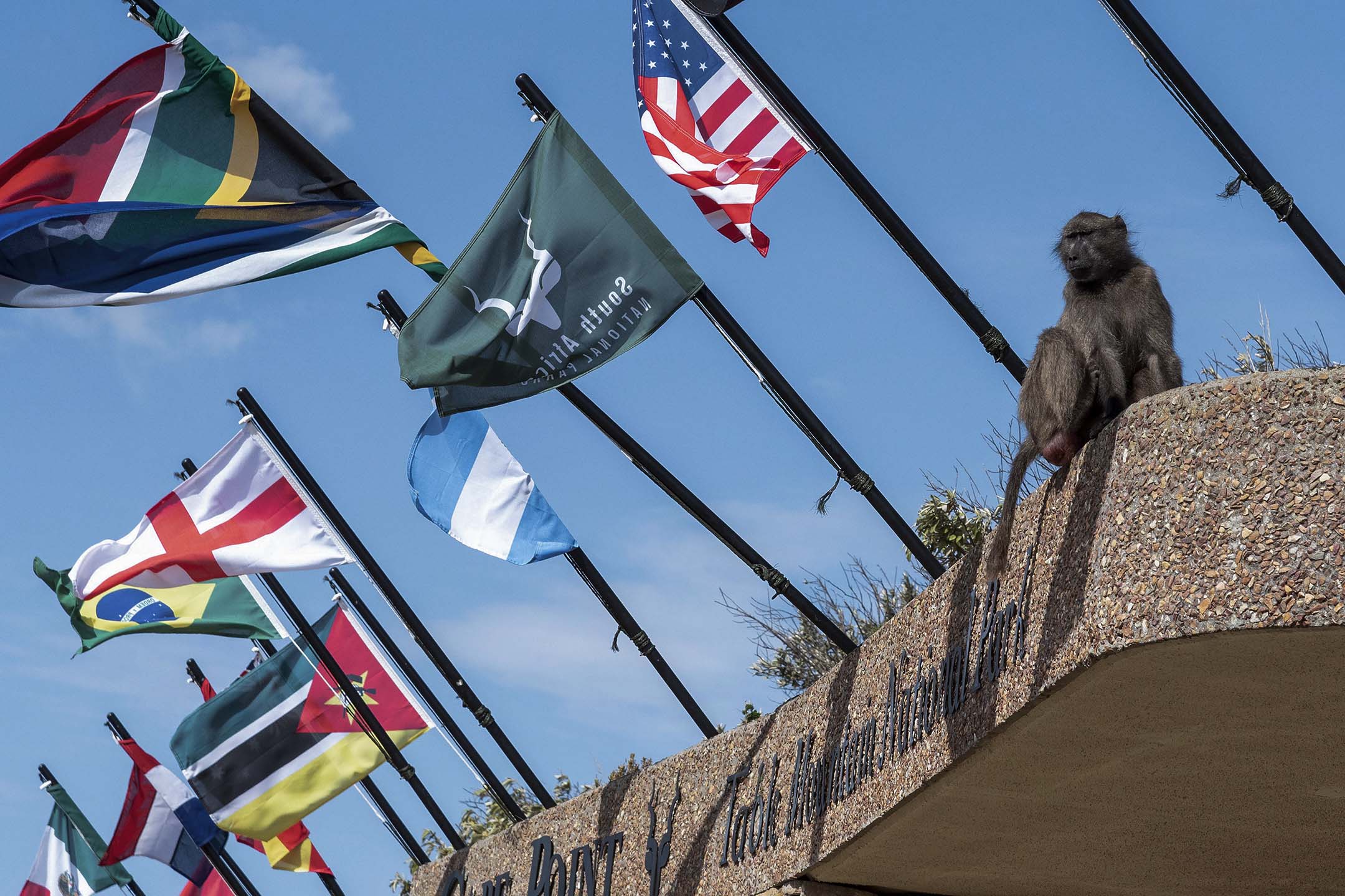 南非西開普省，桌山國家公園開普角的一隻狒狒。