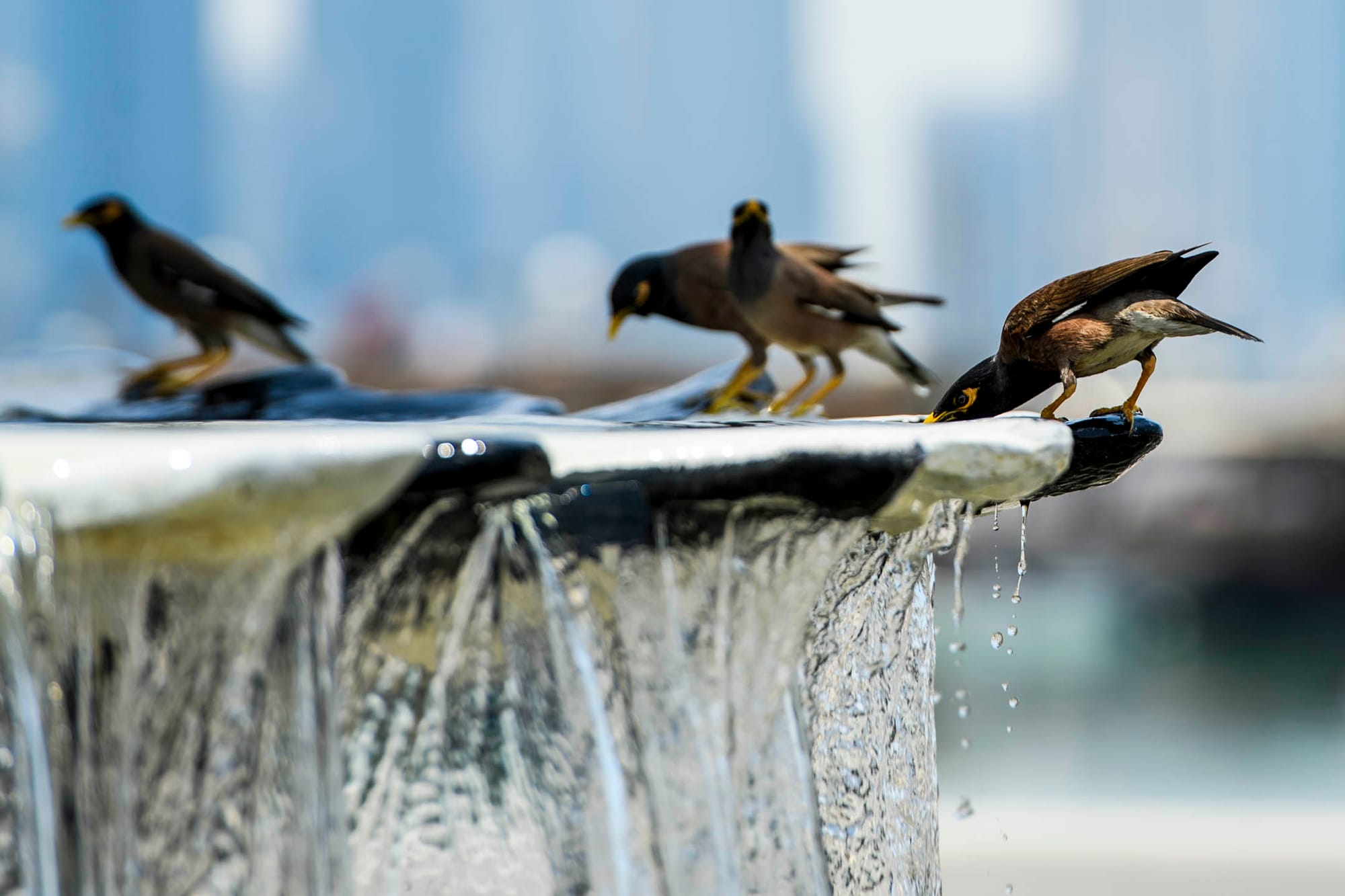 2023年7月6日，卡塔爾多哈，小烏在噴水池上降溫。攝：Noushad Thekkayil/NurPhoto via Getty Images