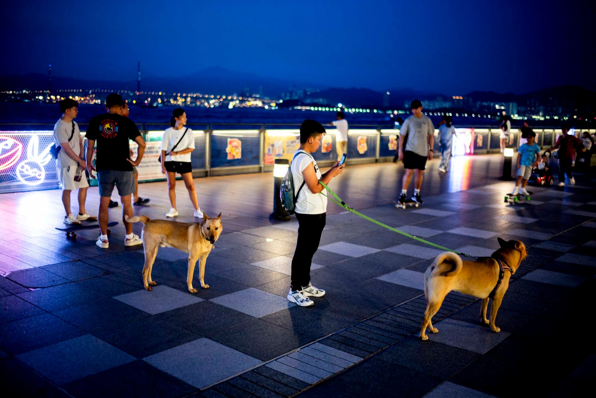 坚尼地城卑路乍湾海滨长廊的放狗人士。摄:林振东/端传媒