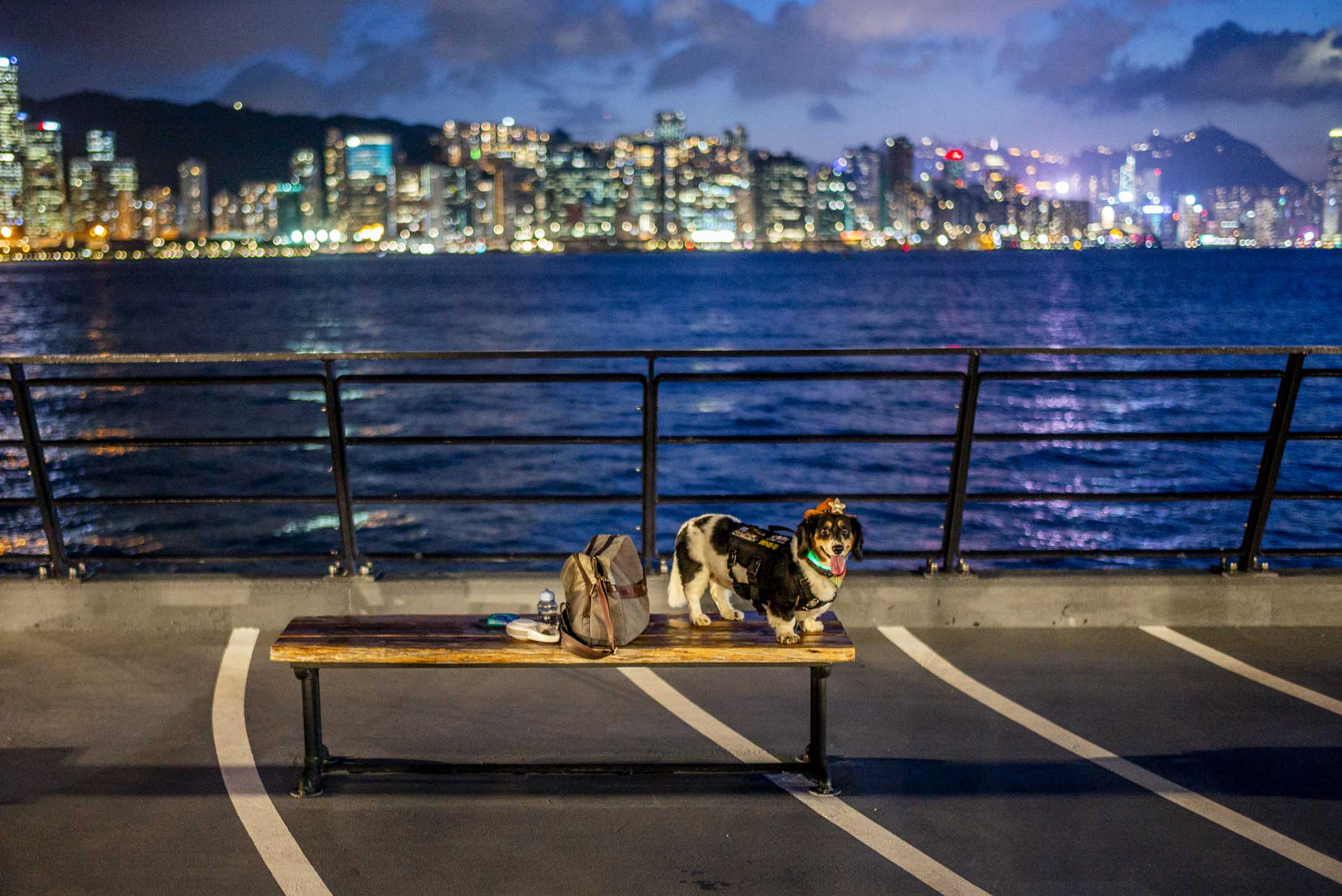 茶果岭海滨公园,一只狗站在长椅上。摄:林振东/端传媒