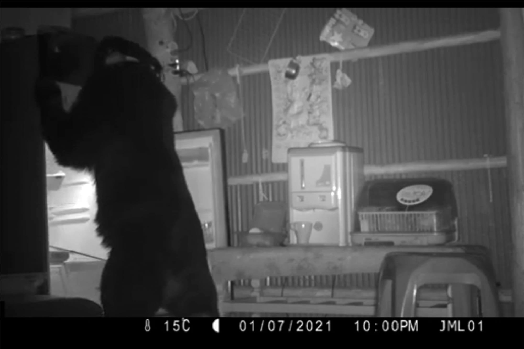 568黑熊於山上工寮打開冰箱覓食。圖:受訪者提供