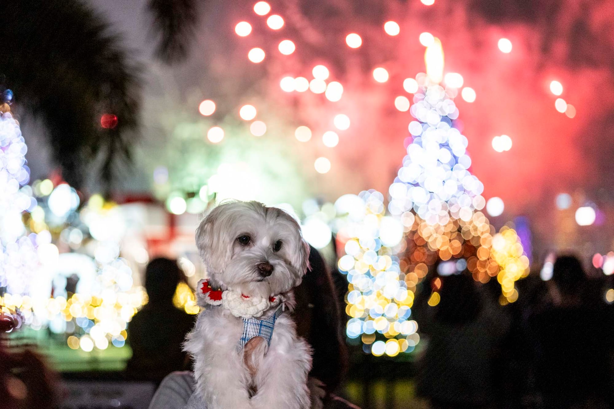 2023年12月9日,旅發局晚上8時在西九文化區的藝術公園海濱長廊舉行水上煙火表演,大批市民與竉物在海傍觀賞。 攝:林振東/端傳媒