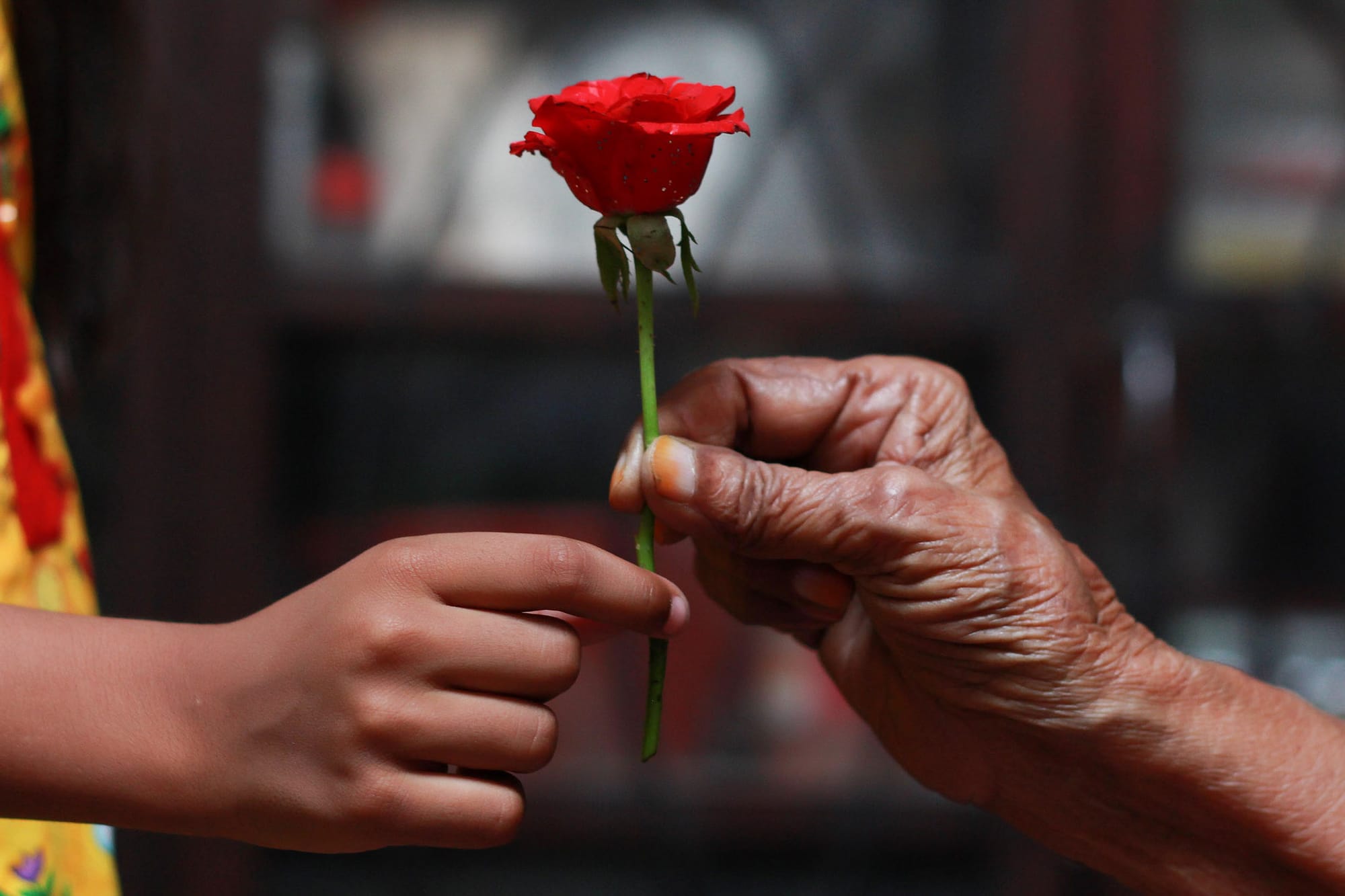 2015年5月10日，巴基斯坦，国际母亲节，一名年轻女孩向祖母赠送鲜花。摄：Rana Sajid Hussain/Pacific Press/LightRocket via Getty Images