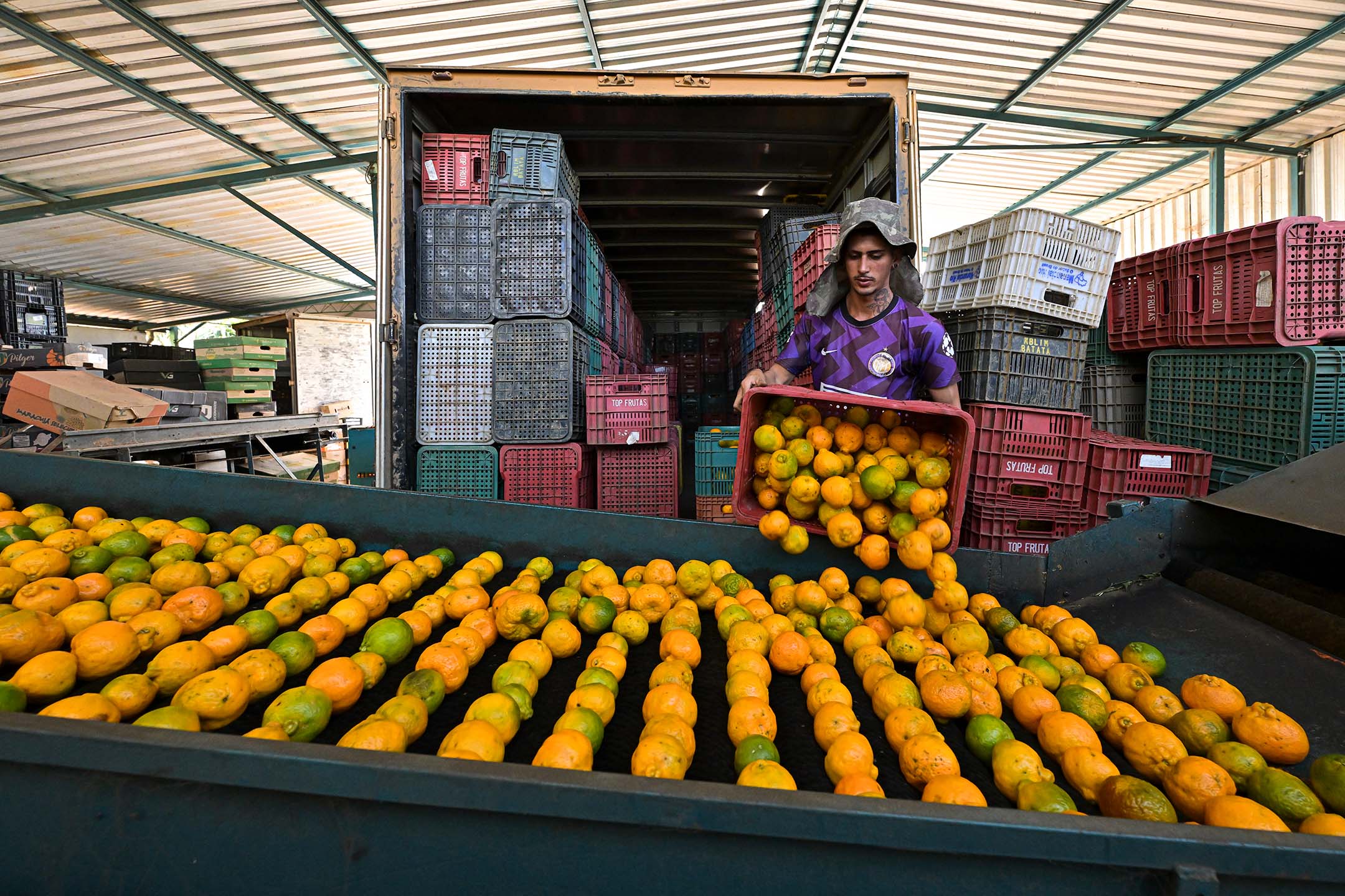 2024年6月4日,巴西米納斯吉拉斯州,果園的一名工人正在將橙子分裝。攝:Pedro Vilela/Getty Images