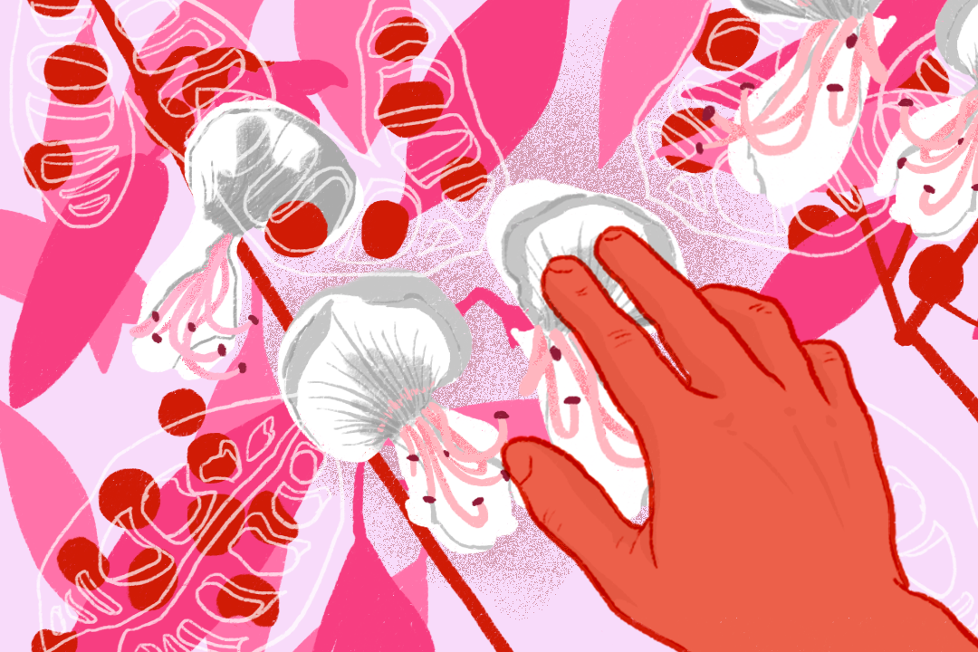 插圖由Sarene Chan 繪製