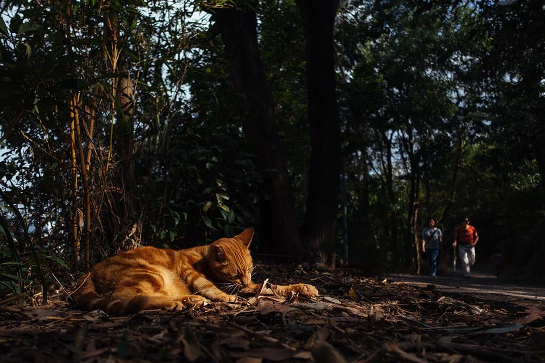 粉嶺火車站旁邊的蝴蝶山，長者晨運的好地點。攝：盧翊銘/ 端傳媒