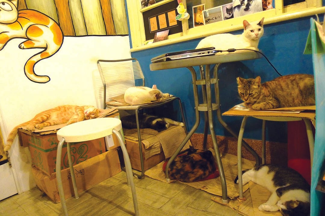 有河book书店里的七猫办公室。摄:隐匿